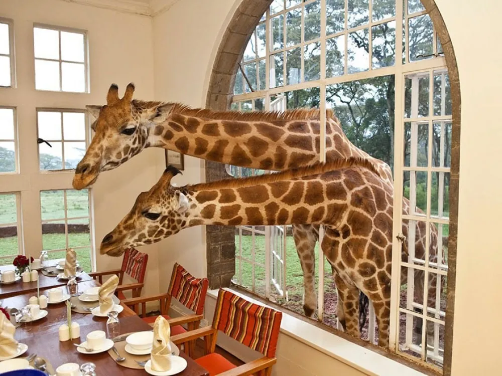 giraffe-manor-kenya3