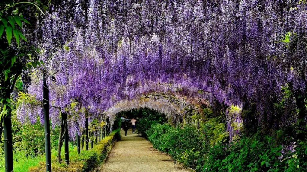 ბარდინის ბაღები და იასამნები
