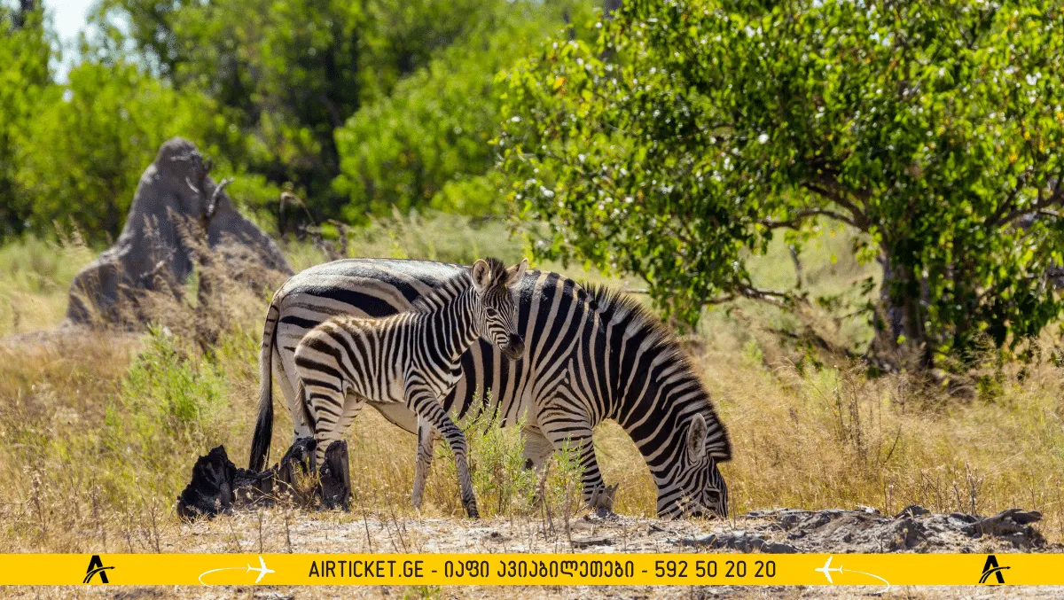 ბოცვანა
