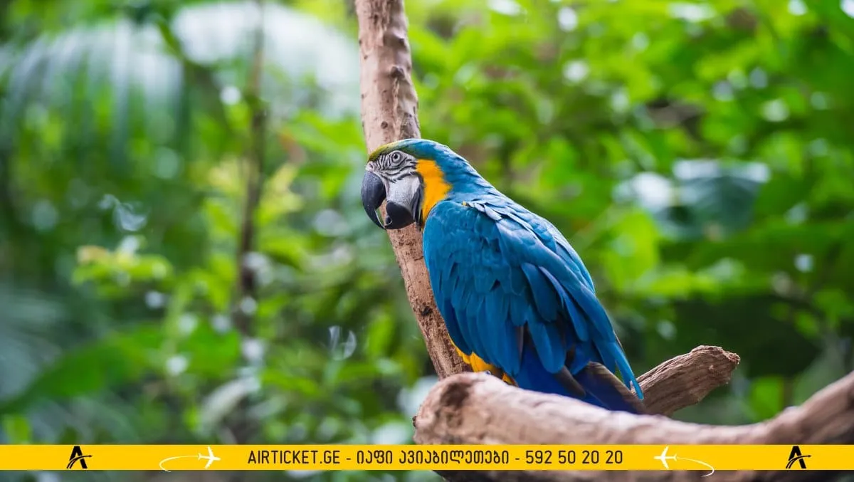 ჩიტების პარკი